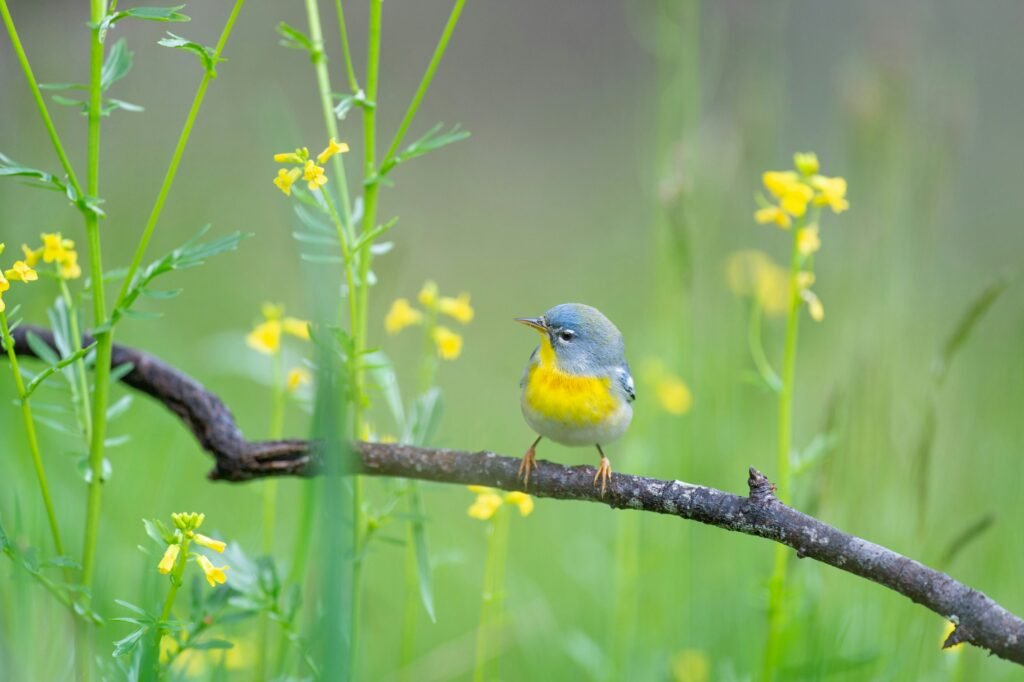 A bird sits on a branch surrrounded by flowers. This bird is reminscent of the bird from the bilingual storytime Spanish book selection in this blog, La casa de pajarito, by Mar Benegas and Sanna Mander.